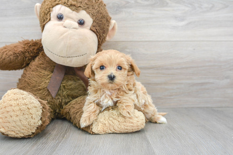 Maltipoo Pup Being Cute