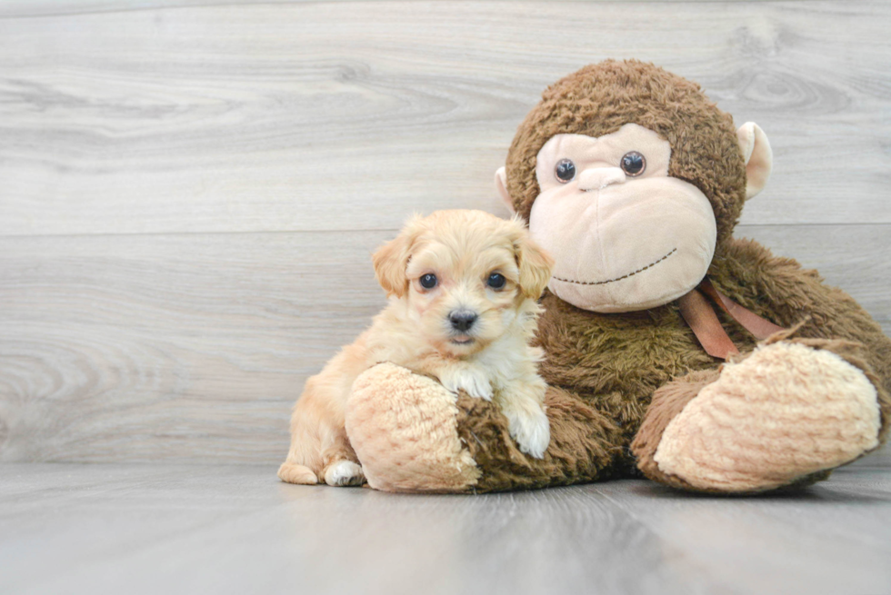 Hypoallergenic Maltese Poodle Poodle Mix Puppy