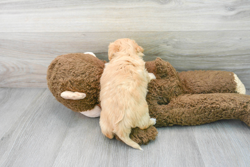 Petite Maltipoo Poodle Mix Pup