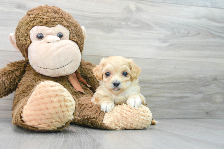 Best Maltipoo Baby