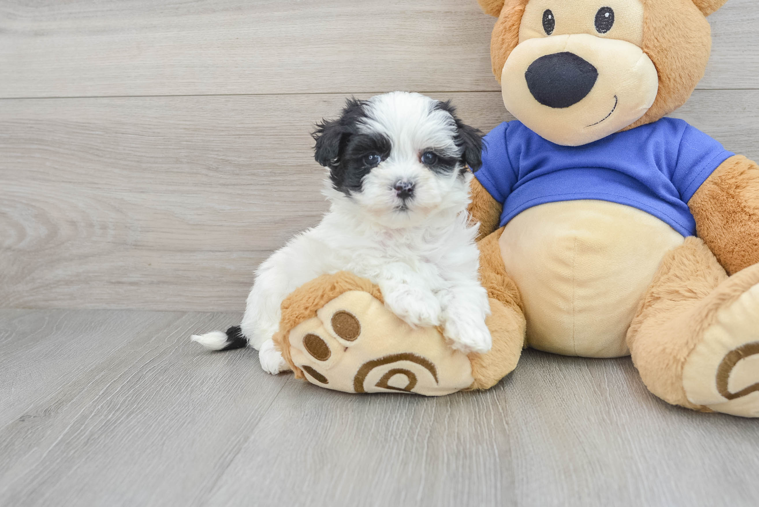 Maltipoo Puppy for Adoption