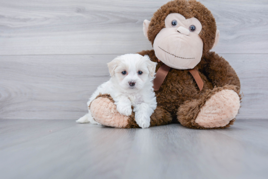 Best Maltipoo Baby