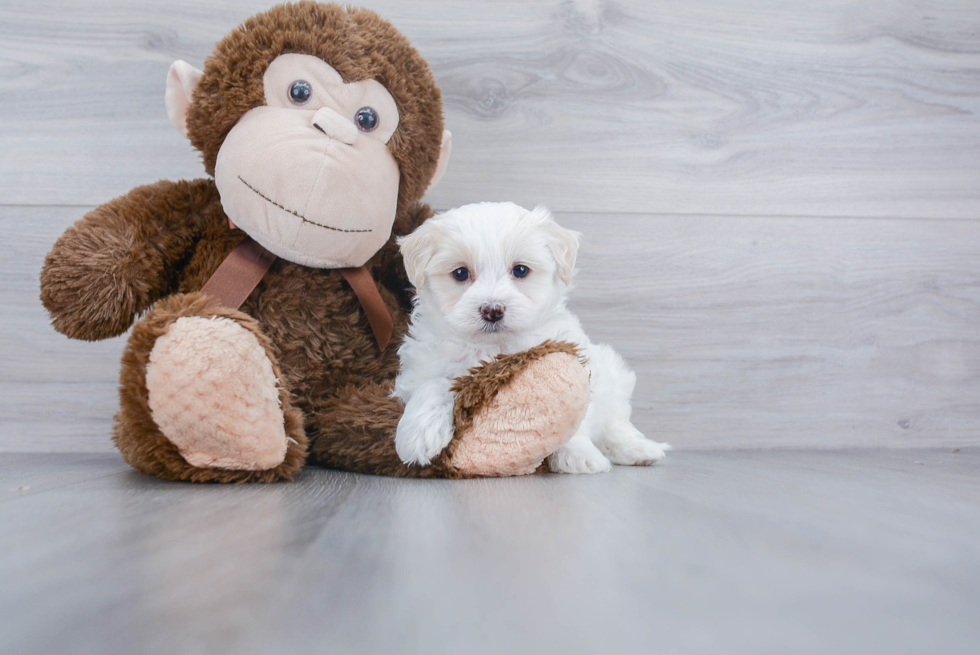 Maltipoo Puppy for Adoption