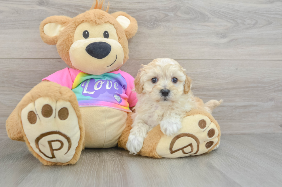 7 week old Maltipoo Puppy For Sale - Premier Pups