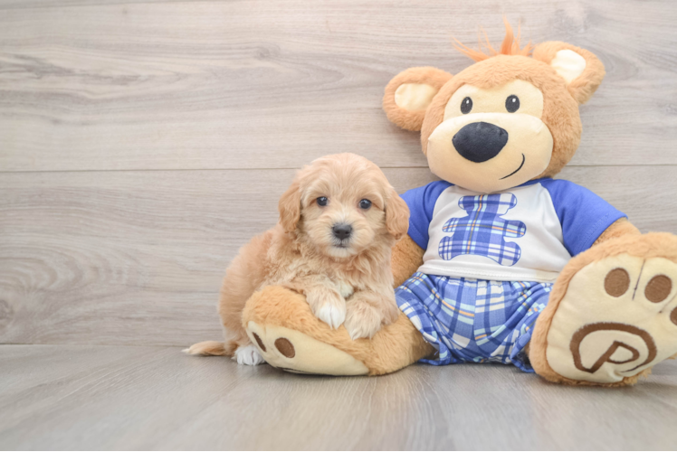 Fluffy Maltipoo Poodle Mix Pup