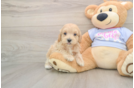 Best Maltipoo Baby