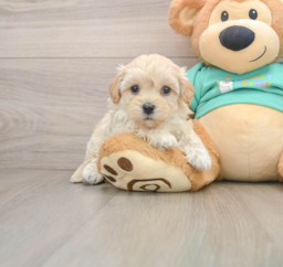 8 week old Maltipoo Puppy For Sale - Premier Pups