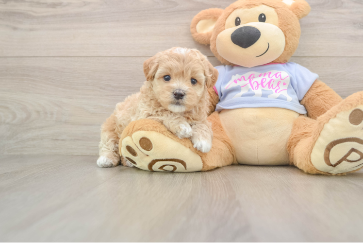 Little Maltepoo Poodle Mix Puppy