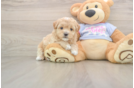 Little Maltepoo Poodle Mix Puppy