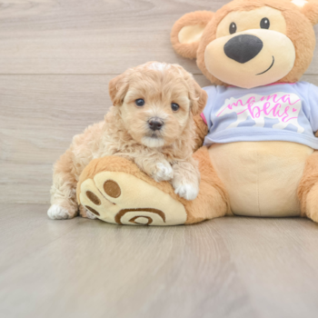 Little Maltepoo Poodle Mix Puppy