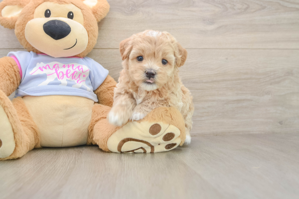 Best Maltipoo Baby