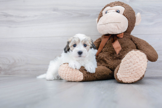 Best Maltipoo Baby