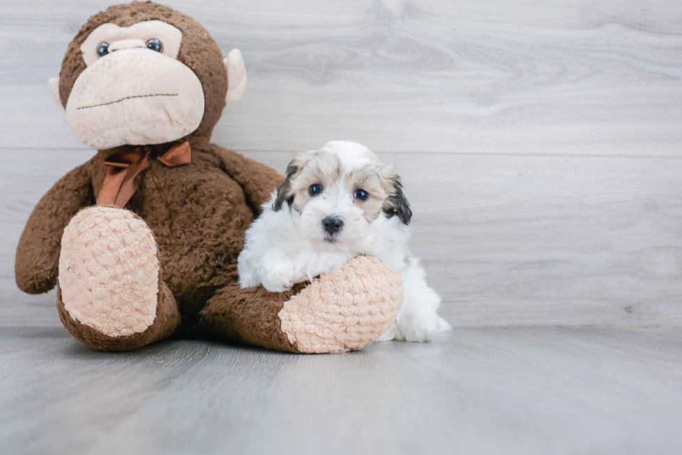 Petite Maltipoo Poodle Mix Pup