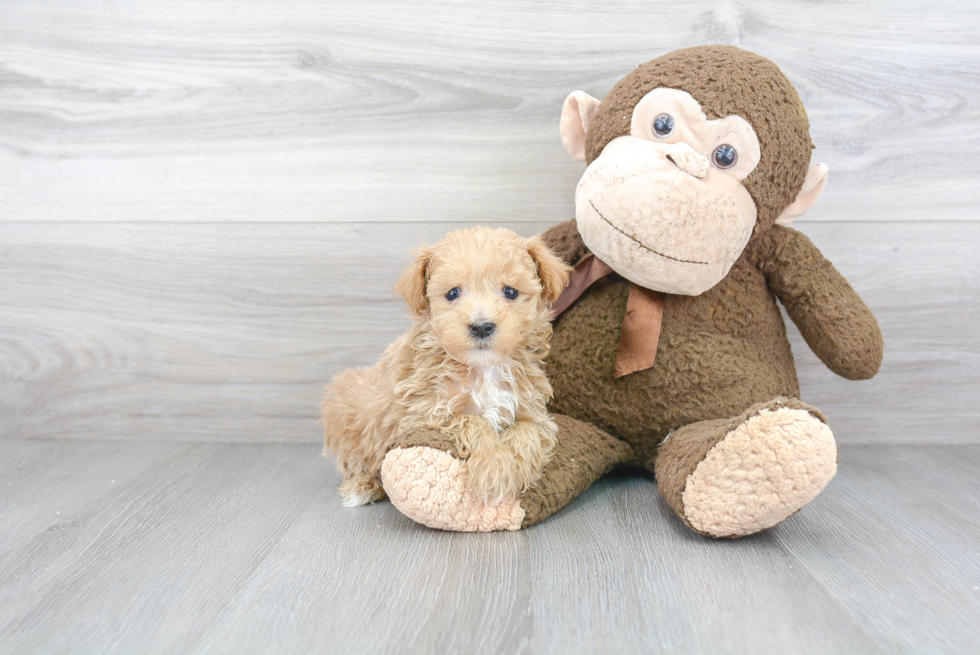 Sweet Maltipoo Baby