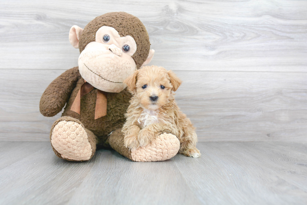 Maltipoo Pup Being Cute