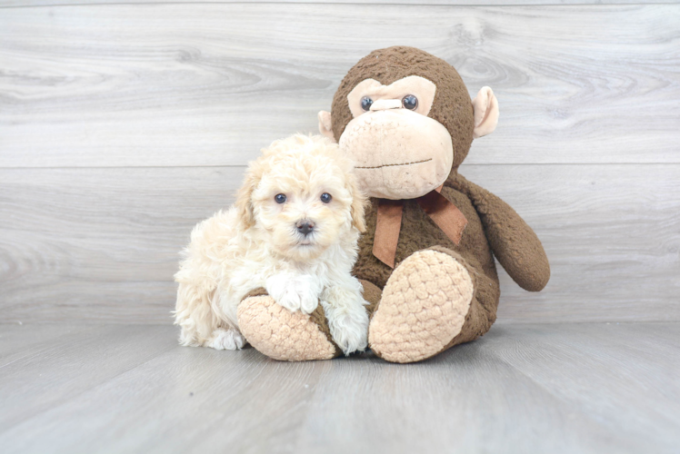 Maltipoo Puppy for Adoption