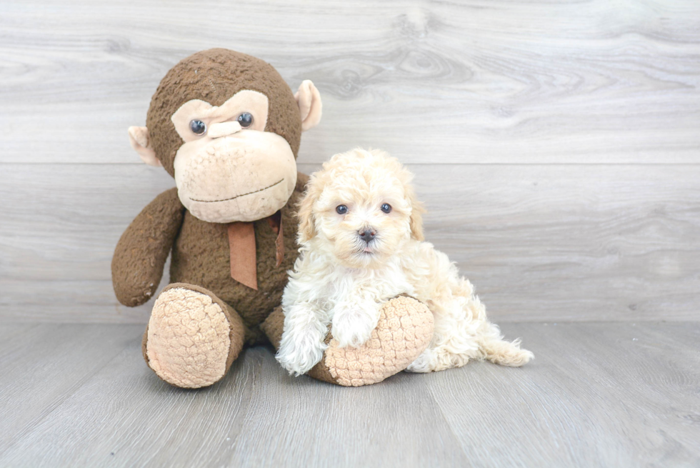 Popular Maltipoo Poodle Mix Pup
