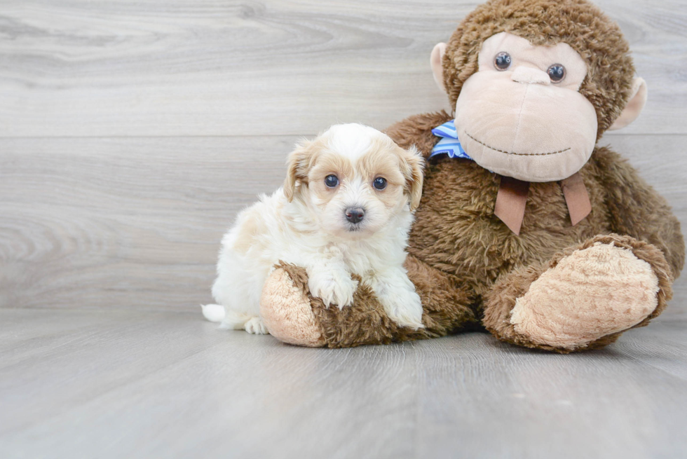 Best Maltipoo Baby