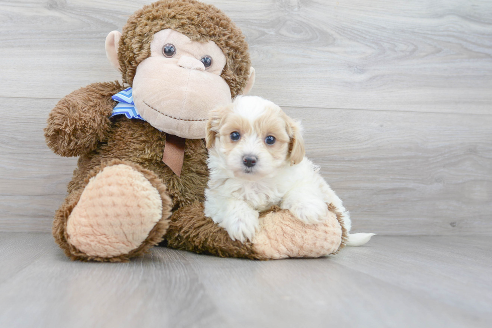 Little Maltepoo Poodle Mix Puppy