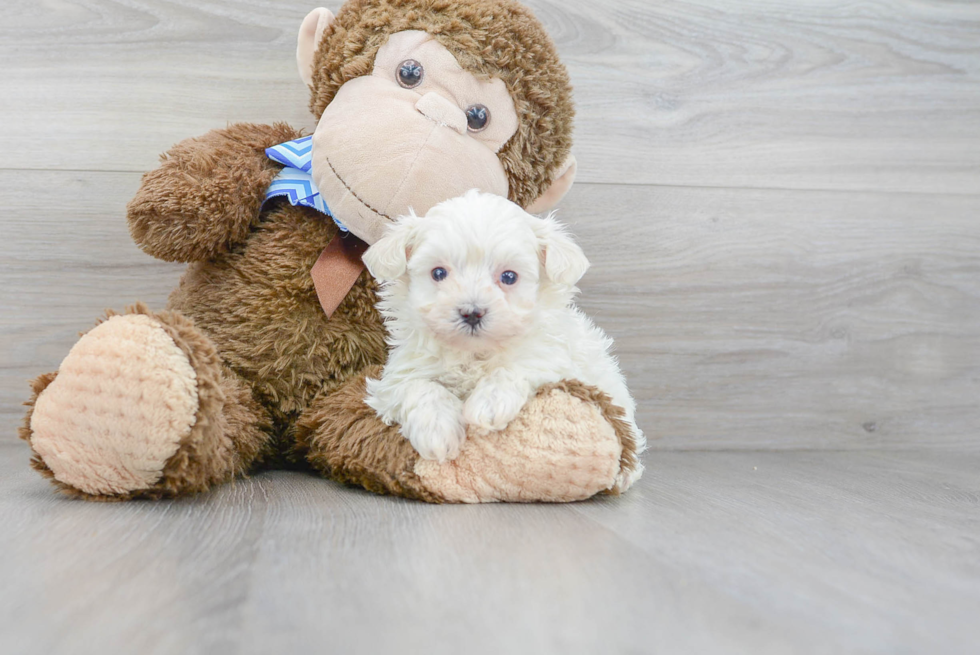 Best Maltipoo Baby