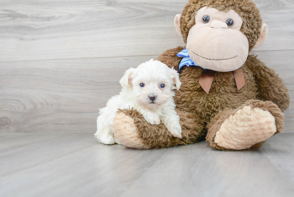 Best Maltipoo Baby