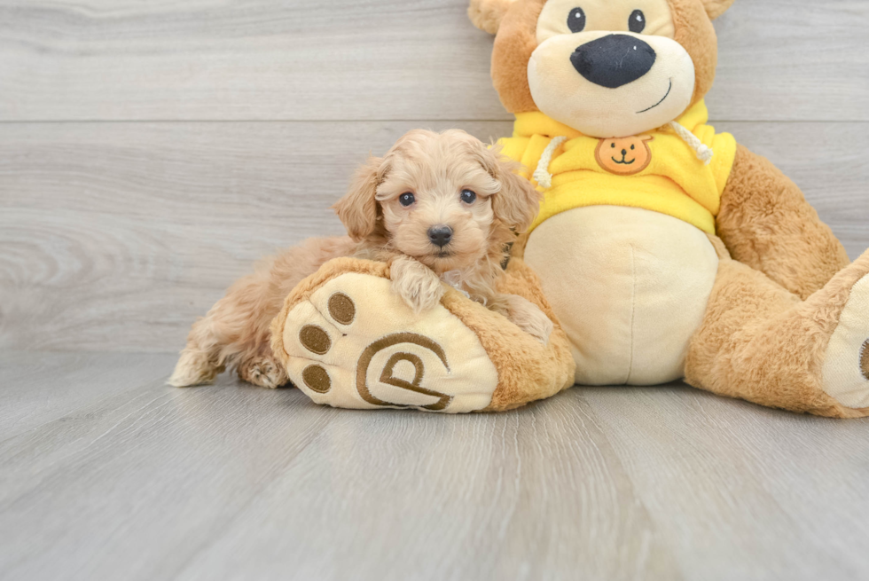 Popular Maltipoo Poodle Mix Pup