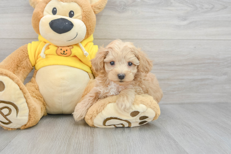 Adorable Maltepoo Poodle Mix Puppy