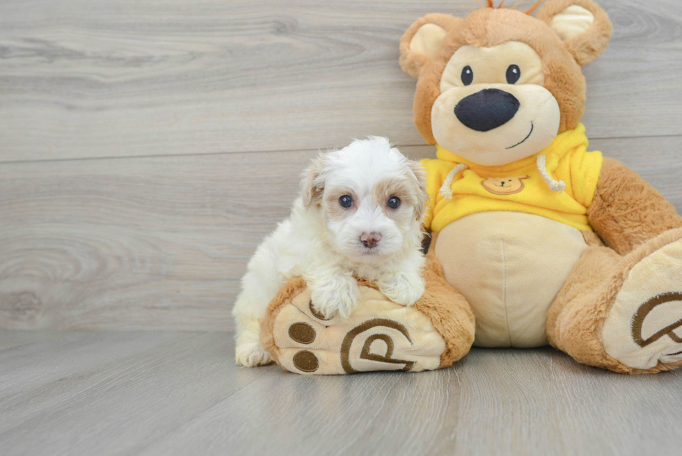 Best Maltipoo Baby