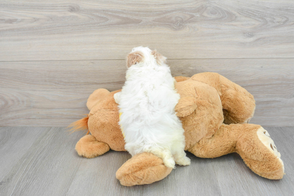 Fluffy Maltipoo Poodle Mix Pup