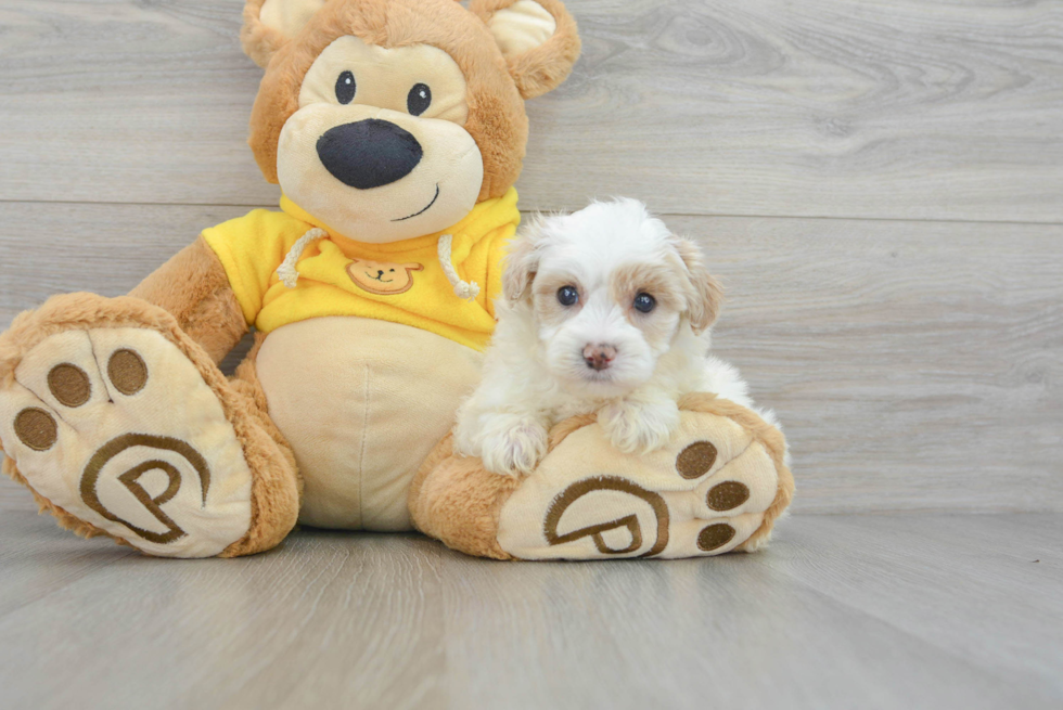 Fluffy Maltipoo Poodle Mix Pup