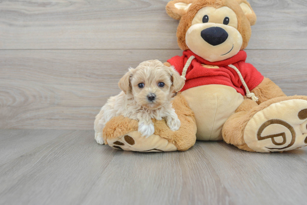 Small Maltipoo Baby