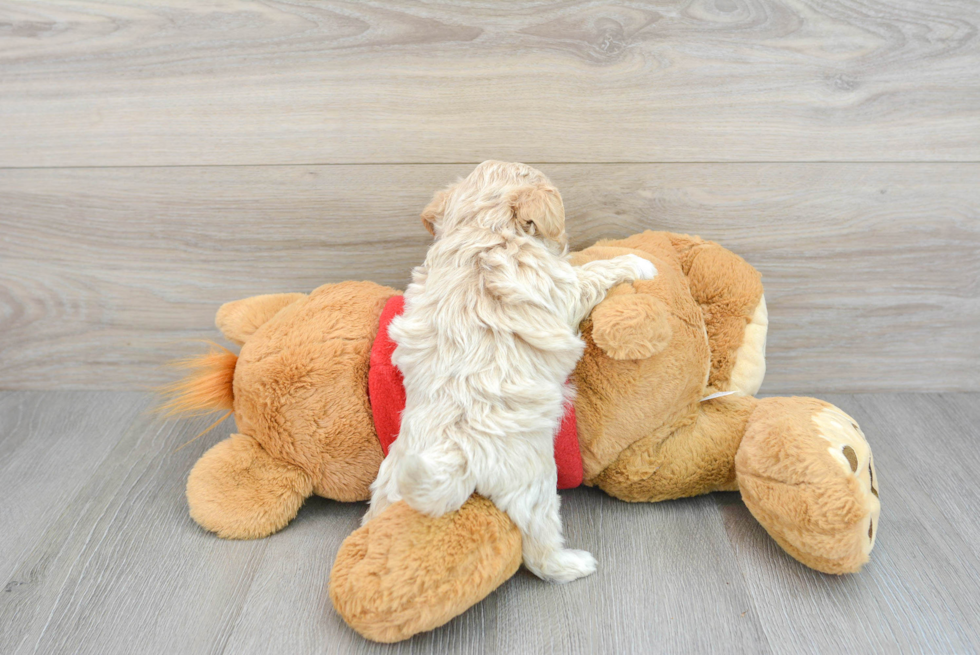Playful Maltepoo Poodle Mix Puppy