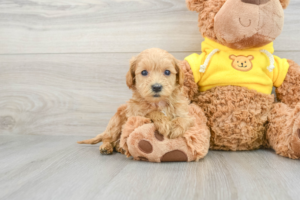 Sweet Maltipoo Baby