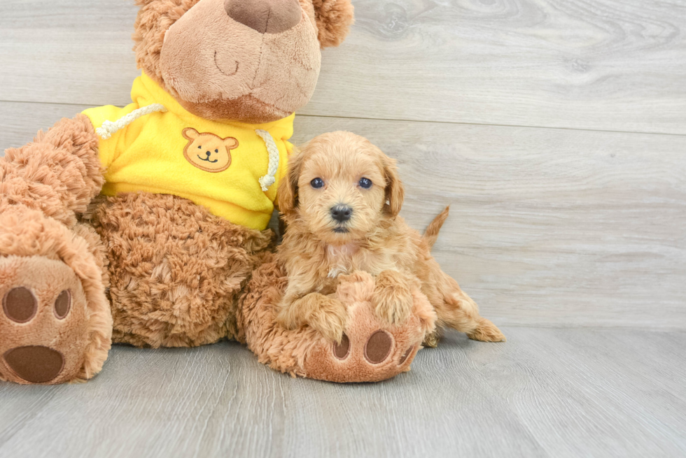 Maltipoo Pup Being Cute