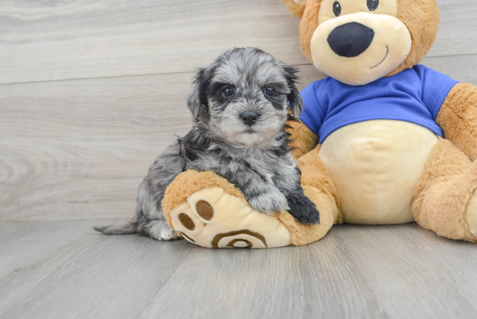 Best Maltipoo Baby