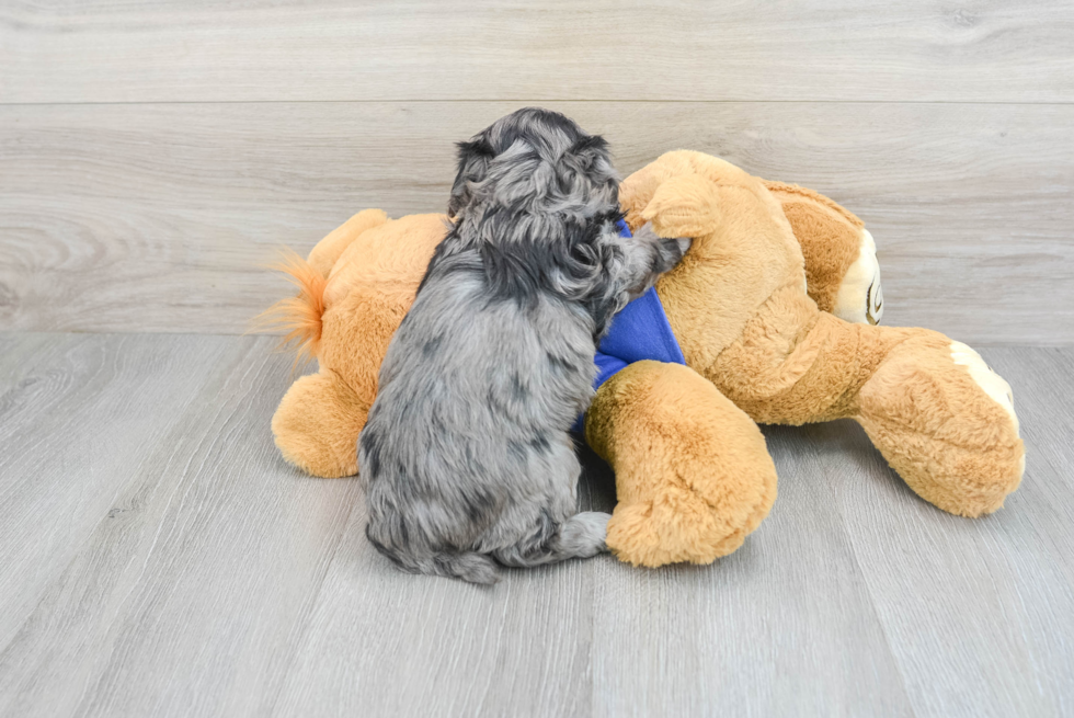 Maltipoo Puppy for Adoption