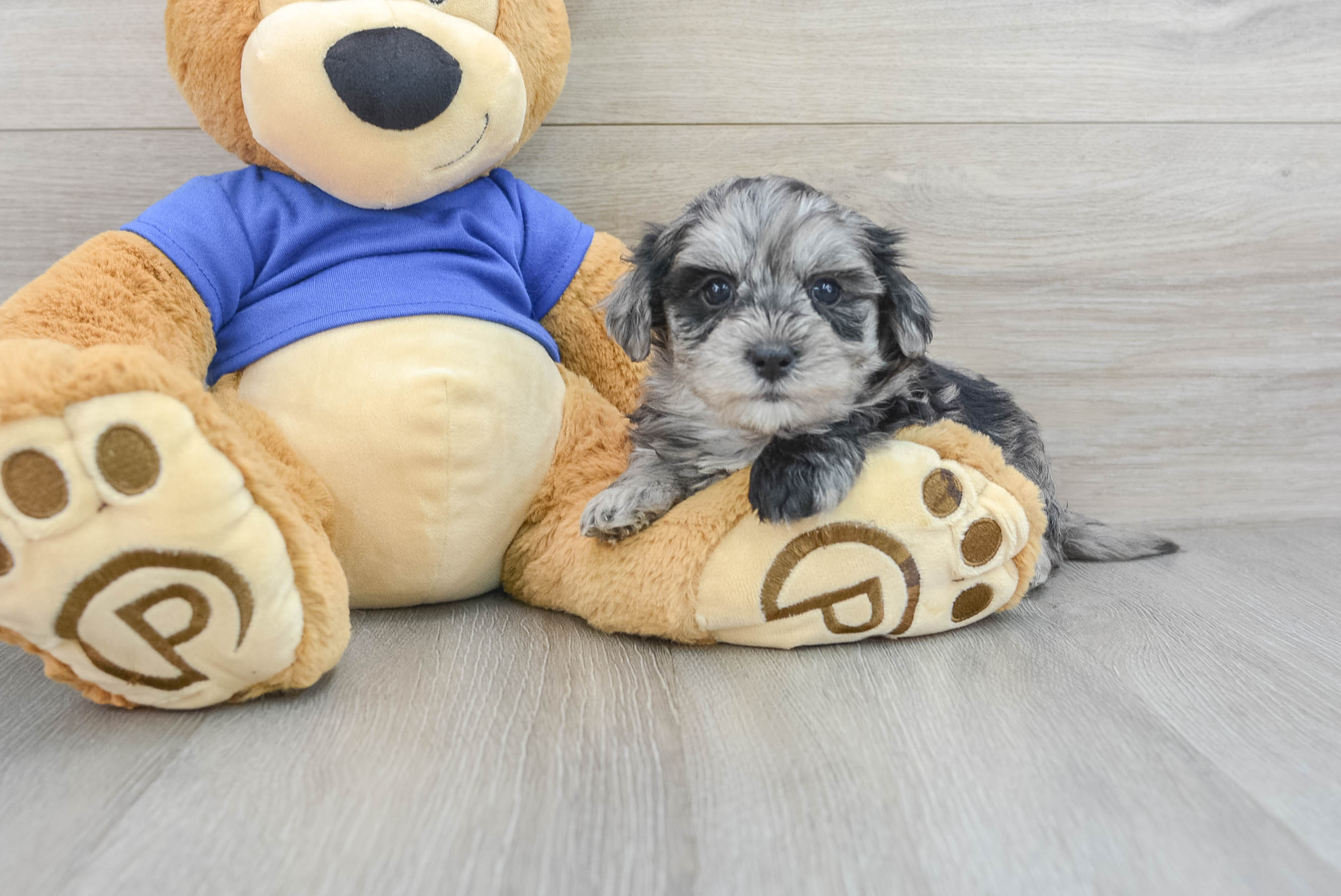 Little Maltepoo Poodle Mix Puppy
