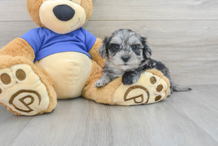 Little Maltepoo Poodle Mix Puppy