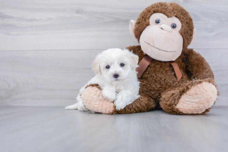 Maltipoo Puppy for Adoption