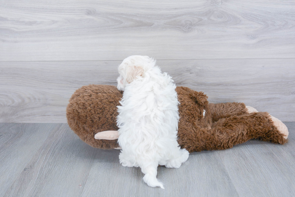 Maltipoo Pup Being Cute