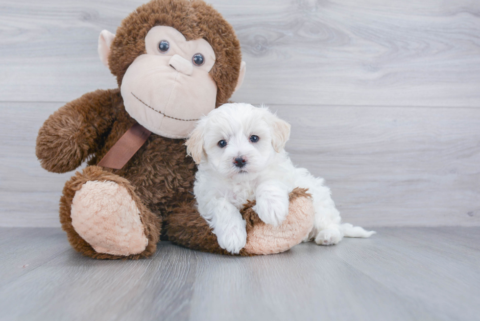 Best Maltipoo Baby