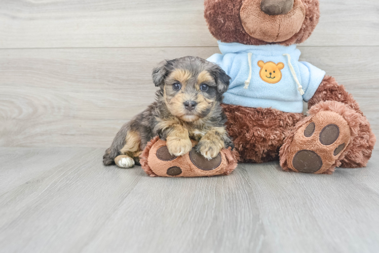 Maltipoo Puppy for Adoption