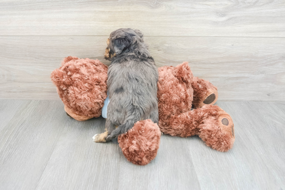 Little Maltepoo Poodle Mix Puppy