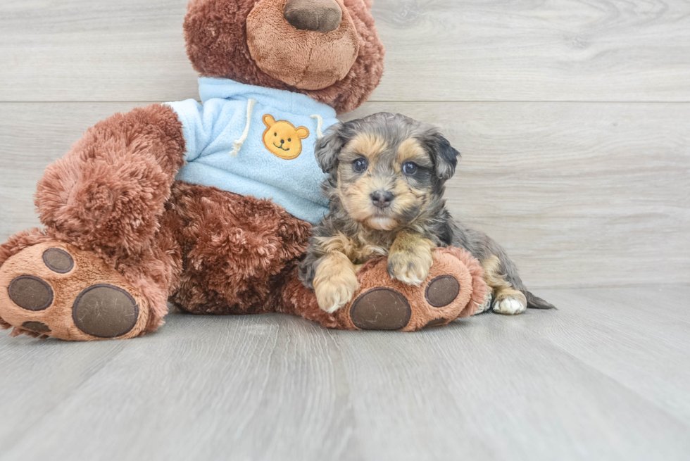 Fluffy Maltipoo Poodle Mix Pup