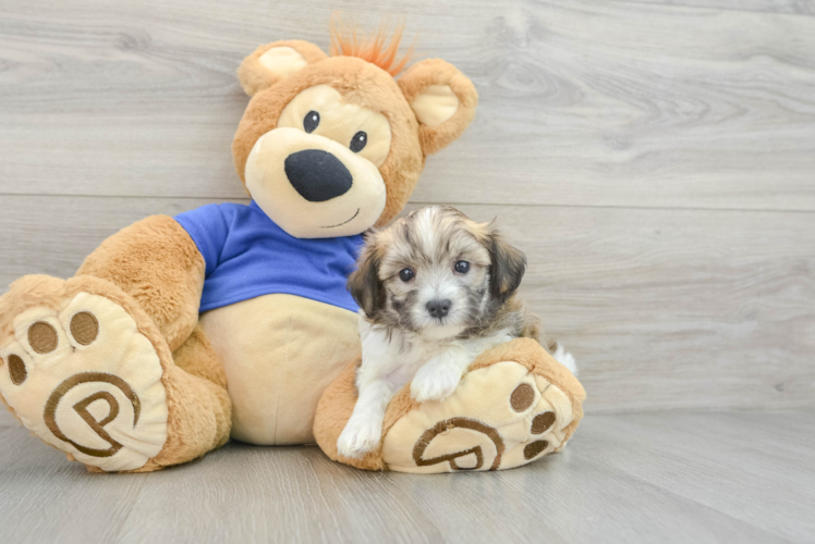 Maltipoo Pup Being Cute