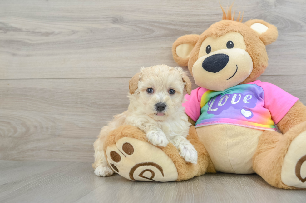 6 week old Maltipoo Puppy For Sale - Premier Pups