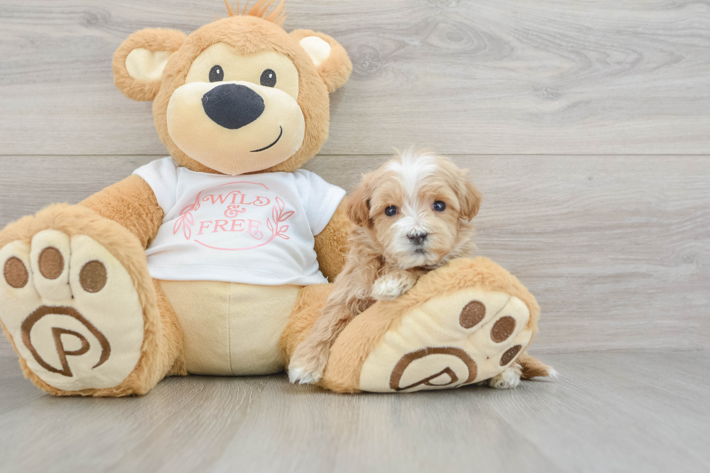 Friendly Maltipoo Baby
