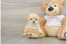 Best Maltipoo Baby