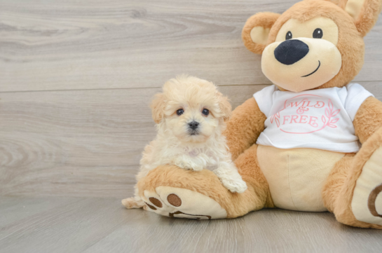 Best Maltipoo Baby