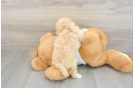Best Maltipoo Baby